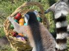 Снимка: Зоопарк Бургас / ZOO Burgas-различният зоопарк