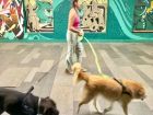 Снимка: Димитър Кьосемарлиев