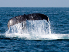 Синият кит е едно от най-шумните животни на Земята.