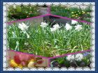 Това са цветя от градината ни на село.  Марина Йотова,...