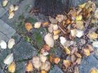 Дъжд през есента в Русе.  Симона Младенова, 11 г. 