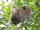 Ленивците живеят в тропическите гори на Централна и...
