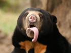 Слънчевата мечка (Ursus malayanus) обитава тропическите...