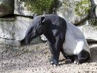 Тапирите са нечифтокопитни бозайници с мека,...
